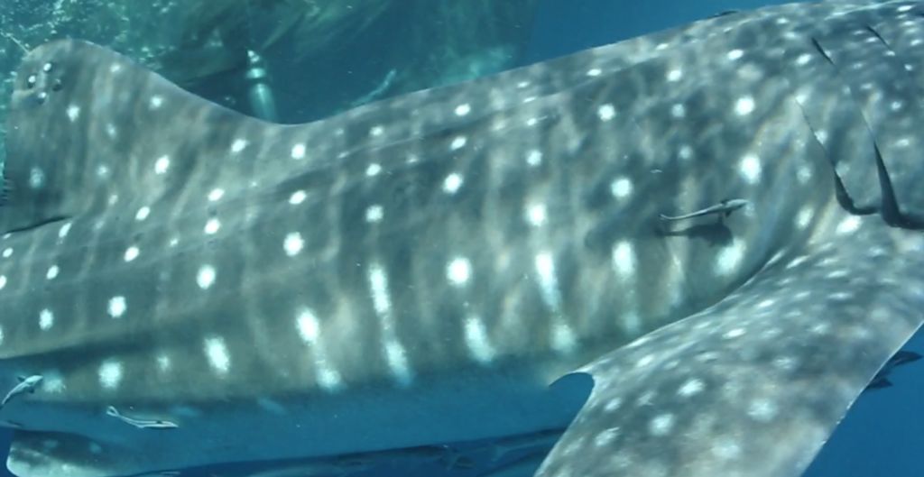 ba7aeb52-461a-431a-8c12-6894e379a1c6