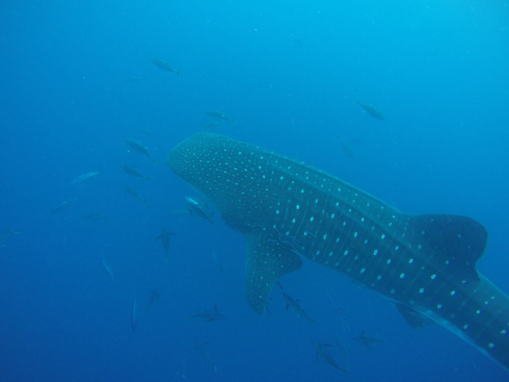 da888d1a-4893-4c3e-a772-9f00f2a83a72