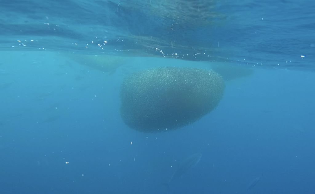 da888d1a-4893-4c3e-a772-9f00f2a83a72