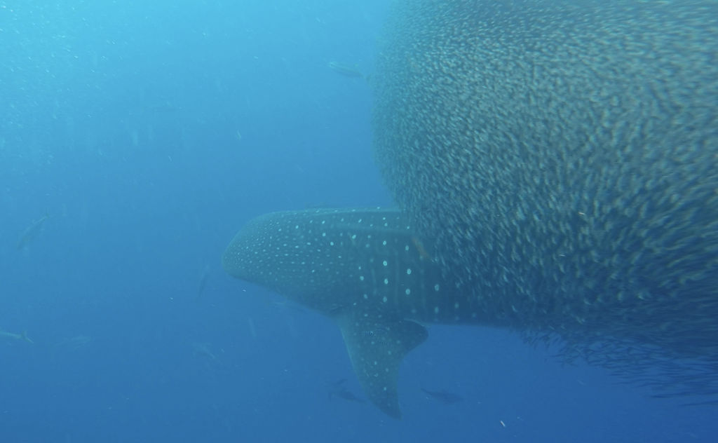 da888d1a-4893-4c3e-a772-9f00f2a83a72