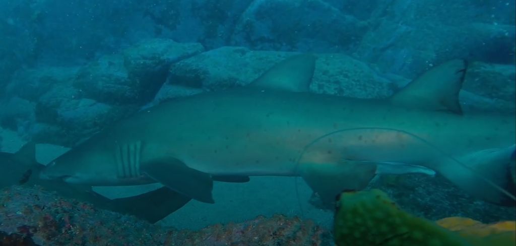 84eca52b-c021-4618-a94b-64c6df8587d3