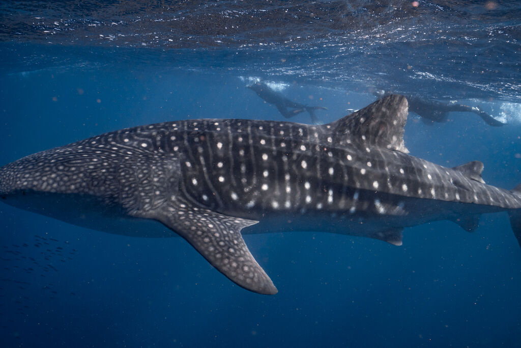 c9b0597c-9ca2-4d1b-a8b0-302aa7030662