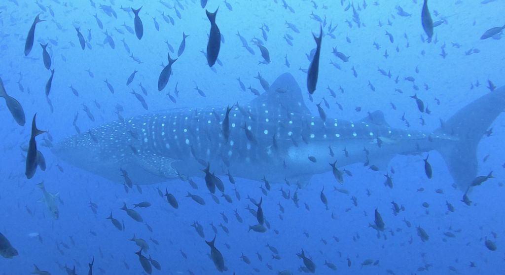 4fb6a8c0-c771-43fc-8e3a-e3f18a009790