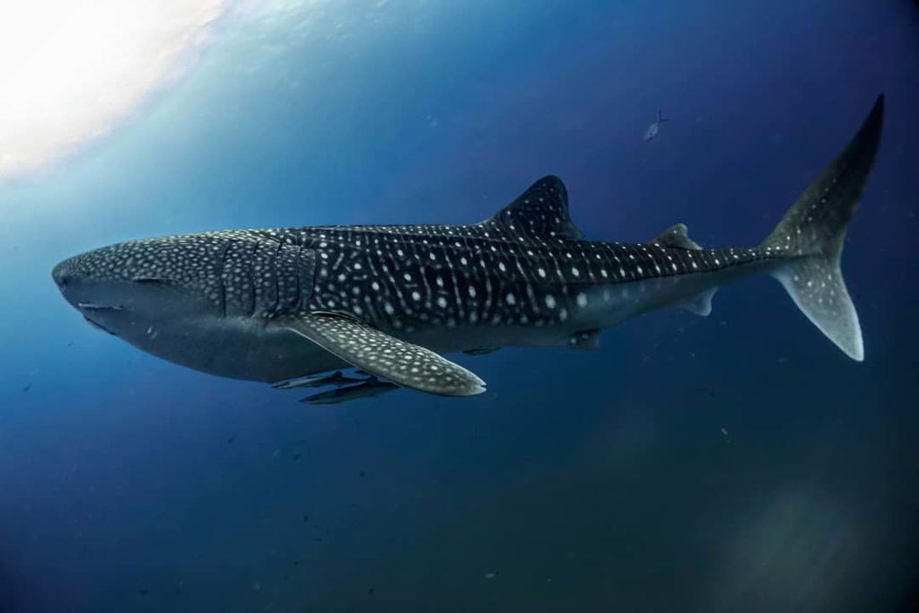 68360399-6680-4358-8575-6b7791047760