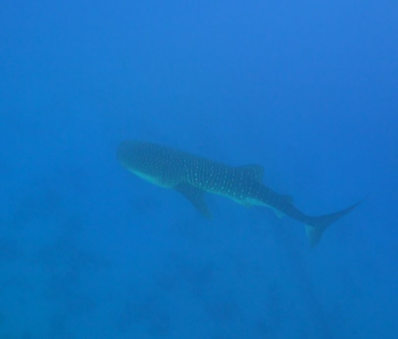 17cf4cda-3c6a-418e-96bc-5d67d3f3bcd2