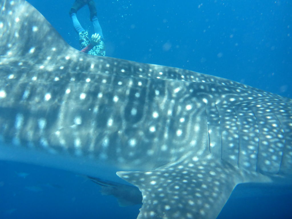 c42ff0e1-ed8e-4454-92a9-56ac0a4055e0