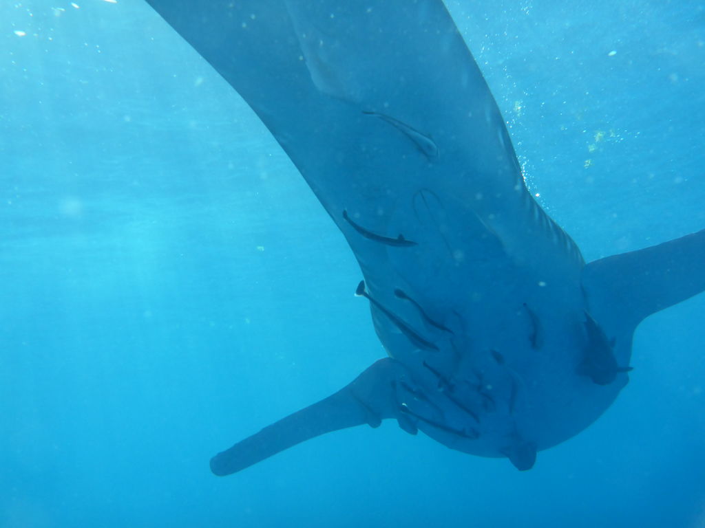 c42ff0e1-ed8e-4454-92a9-56ac0a4055e0