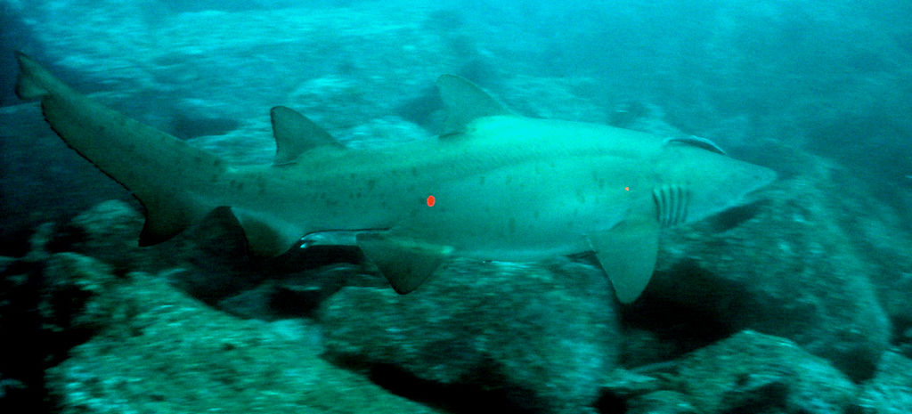 a2f29677-34ef-4051-8210-c57659a631af