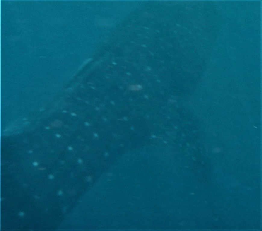 8e0cf8c2-0c52-425c-bb72-453f276a9d82