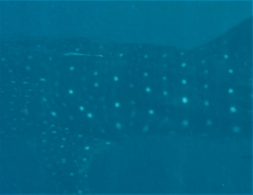 8e0cf8c2-0c52-425c-bb72-453f276a9d82