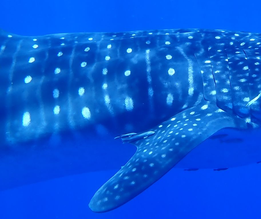 ace766fe-f2de-4679-8e91-76b748958a9f