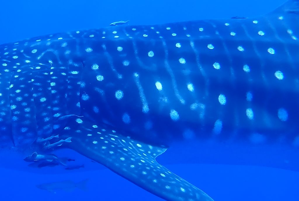 ace766fe-f2de-4679-8e91-76b748958a9f