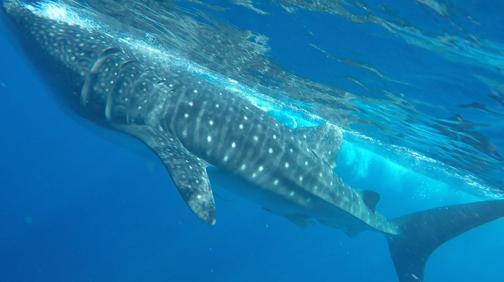 e345c585-94c7-425d-8509-cf14c2e16722