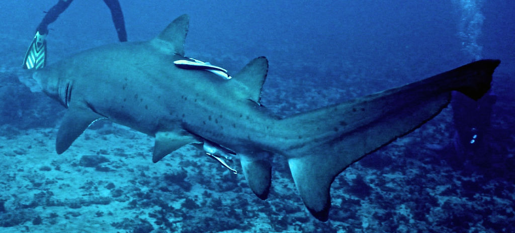 a8169be4-366c-47ee-bdbb-32c3eb1bc181