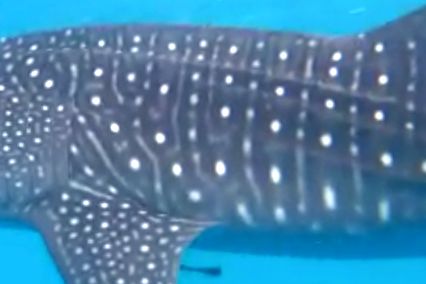 db7babf2-b17a-46bc-9496-0d0627fb7e96