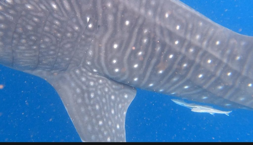 70a87e35-05e1-472e-8cb8-58643663a36d