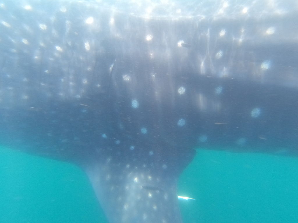 6234f66a-1042-41d5-810f-6927401deece