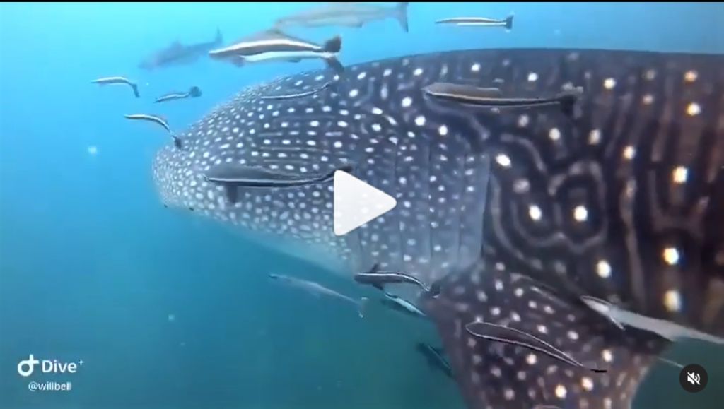 803768a3-2b52-4561-8bcf-6fcc43af6770