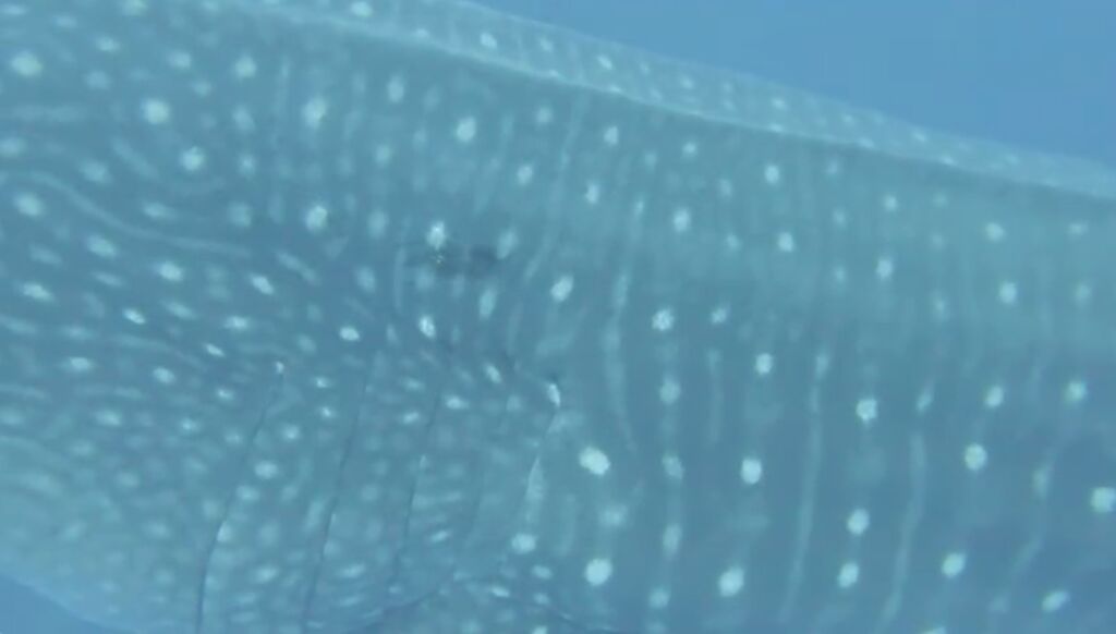 1b55da1d-1c5f-481c-afd7-6cc3f2b2cd32