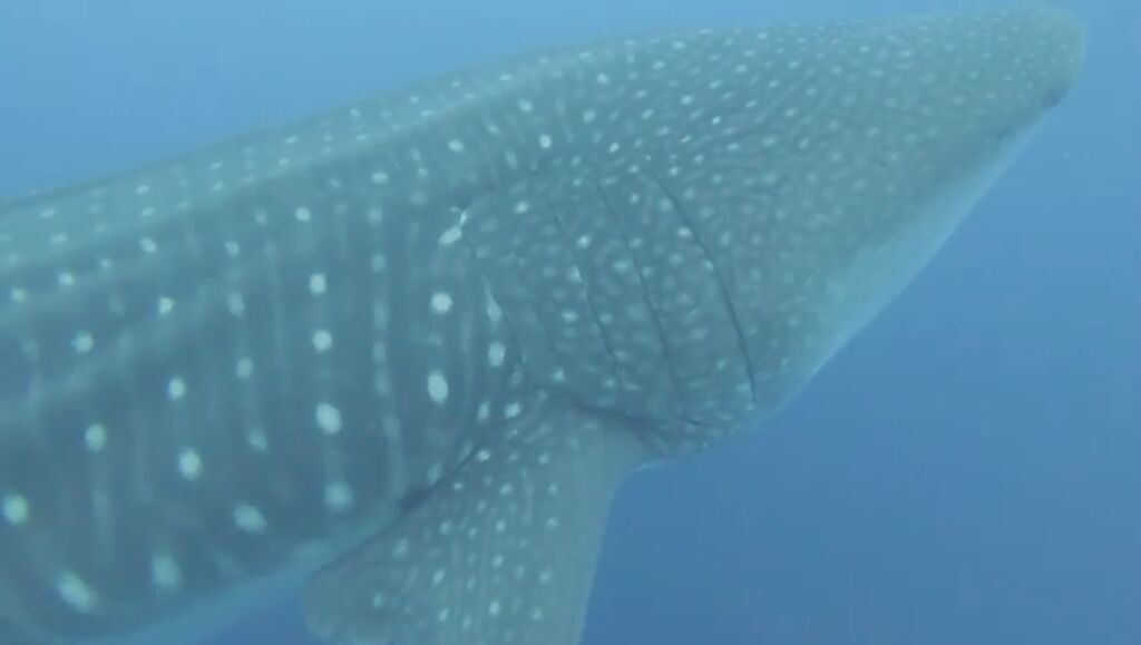 1b55da1d-1c5f-481c-afd7-6cc3f2b2cd32