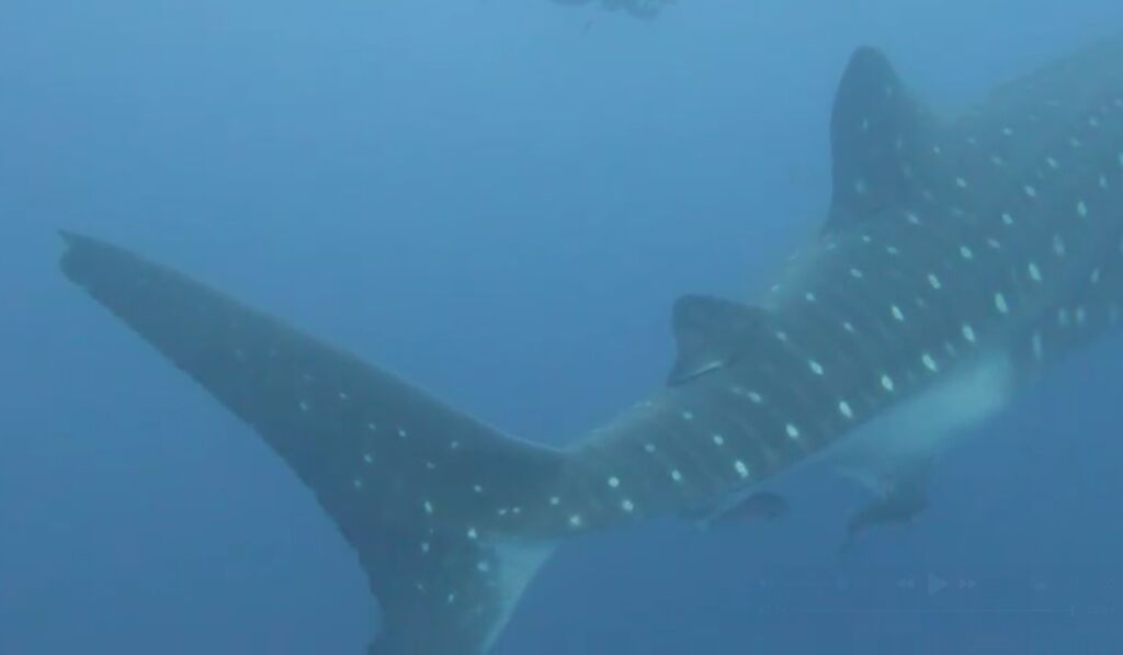 1b55da1d-1c5f-481c-afd7-6cc3f2b2cd32