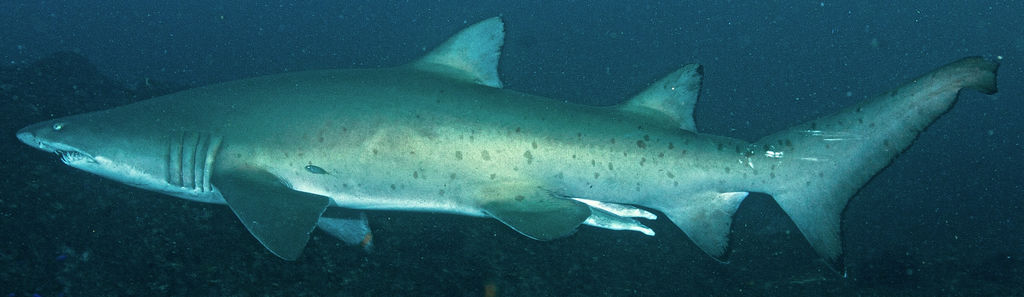 60ccd015-b3c1-410a-9d81-773cbcbe87dd