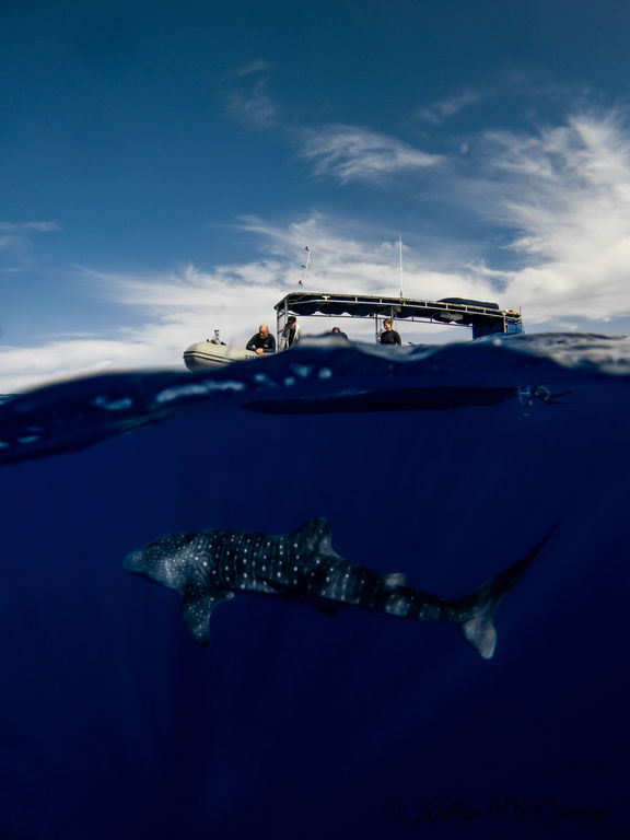 2f541f82-f24c-414a-a827-604ff6dd8335