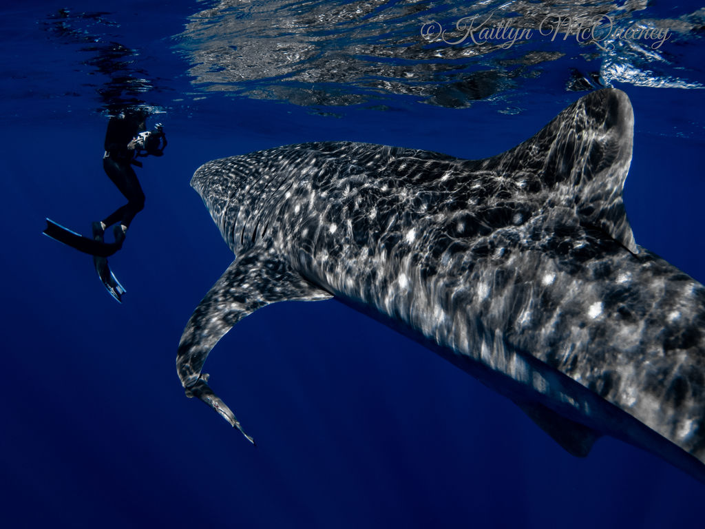 2f541f82-f24c-414a-a827-604ff6dd8335