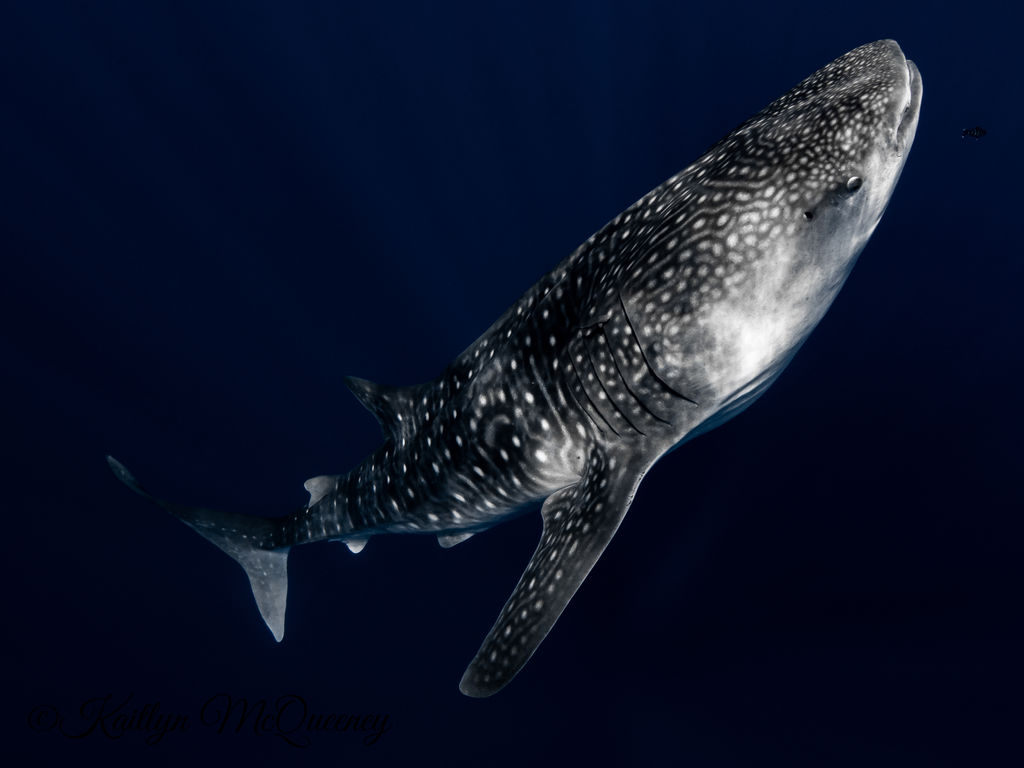 2f541f82-f24c-414a-a827-604ff6dd8335