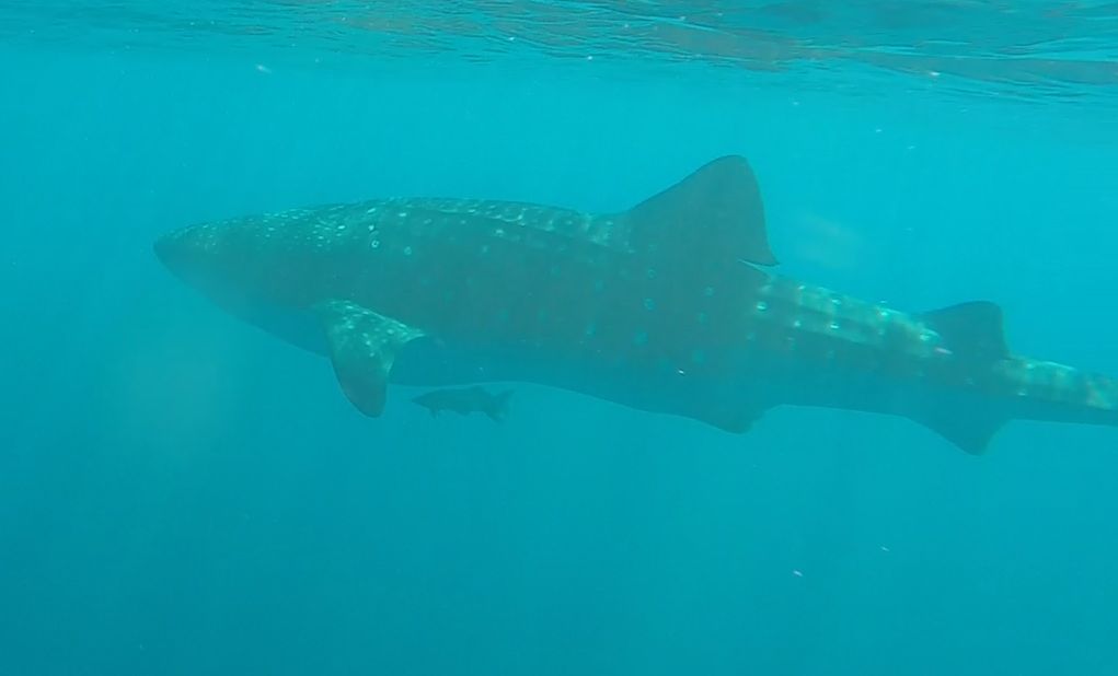 d1e8381f-734b-4a00-a90c-a64a2b6249c8