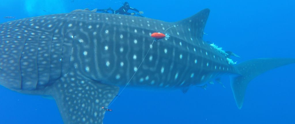 fba32f8b-e60f-4db1-a15b-3a0359045816