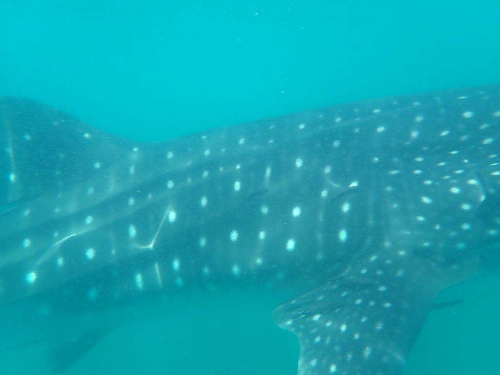 594bc352-78da-4bba-8c11-5f93c33c92d5