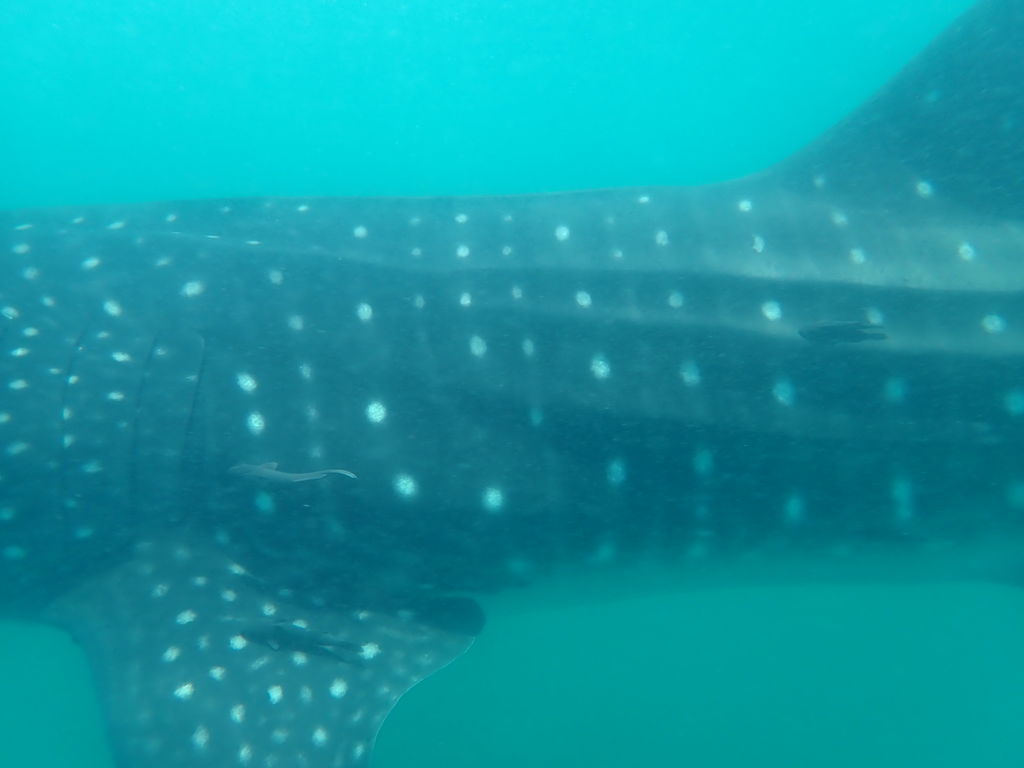 594bc352-78da-4bba-8c11-5f93c33c92d5