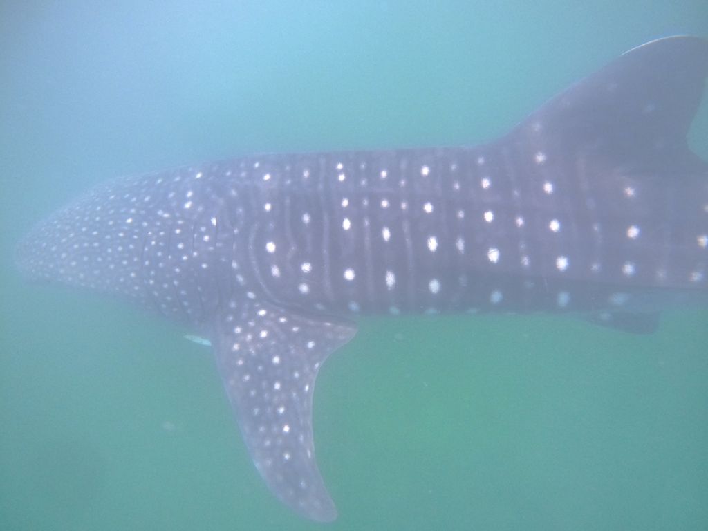 a16d984d-f308-4135-999e-5cbbdee74499