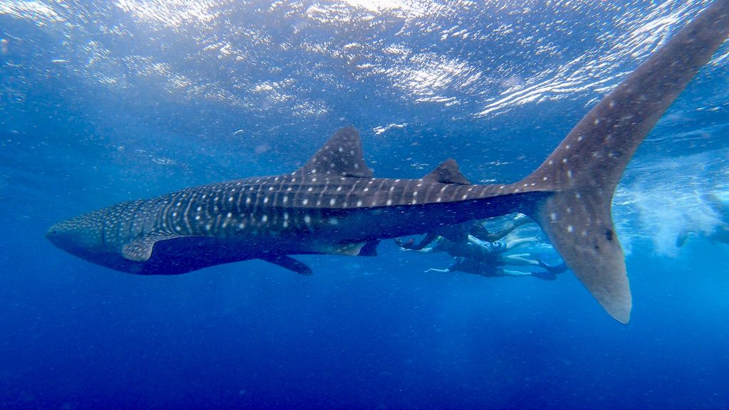 a906791a-e273-43f2-9c48-3379cd9805b2