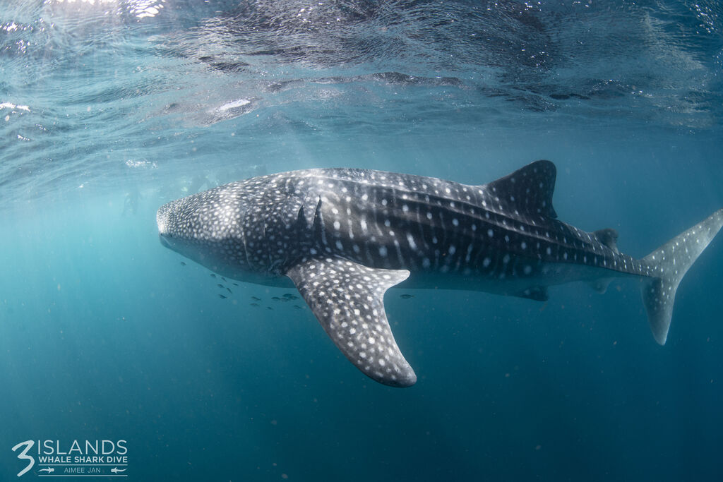 1ef8c6a7-b2d0-4ba0-a525-b137c9589748