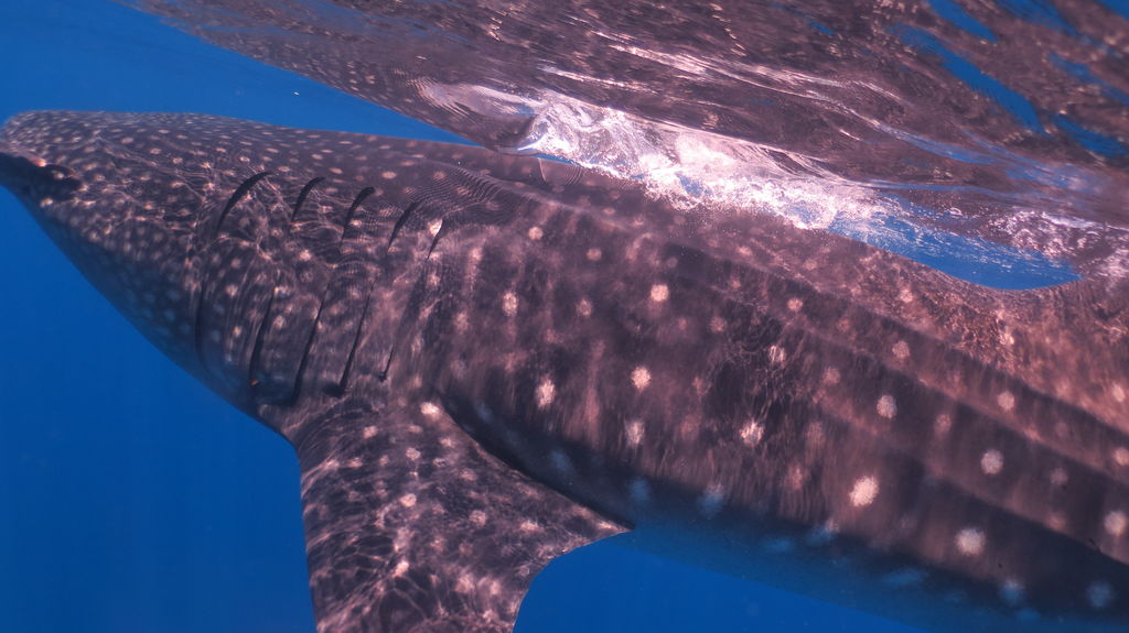 d285c659-63a2-424e-95cf-5e5e3bed6051