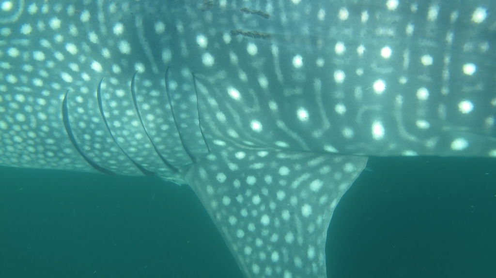 82618325-9da1-42fe-9ba0-95425294f4b5