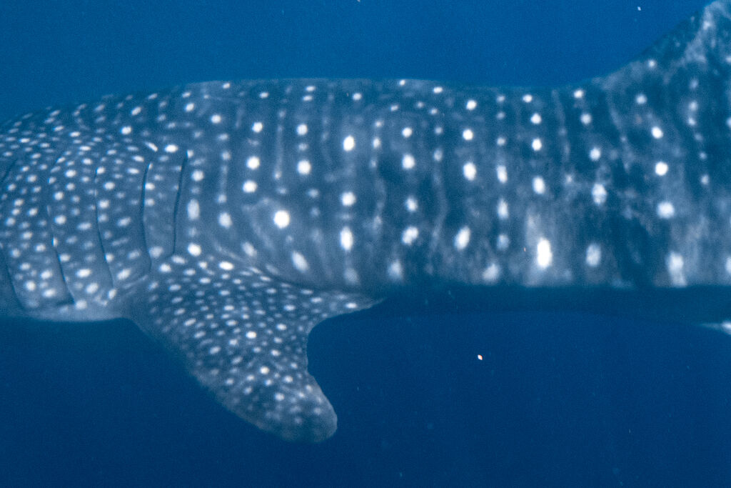 f82e55bd-f316-4601-a9ba-02c260fd02ac