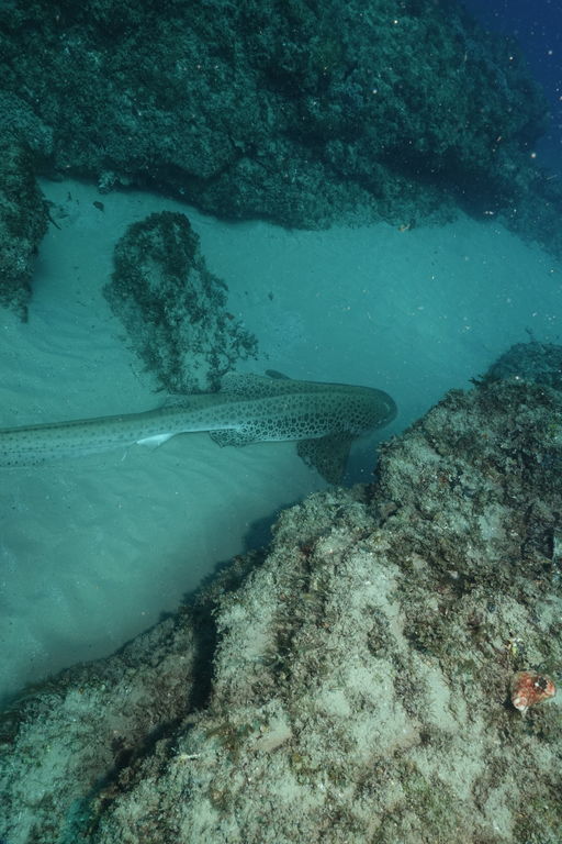 6a84de1c-8055-432d-a090-160b432b54a8