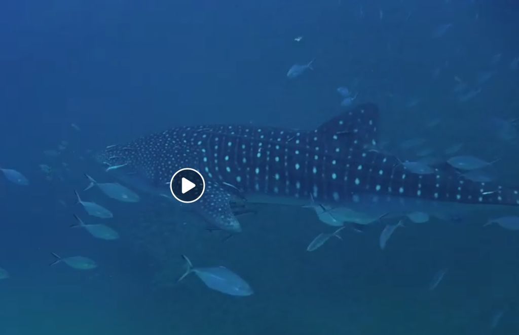 315e410d-c8c7-4b86-86de-692b72697b89