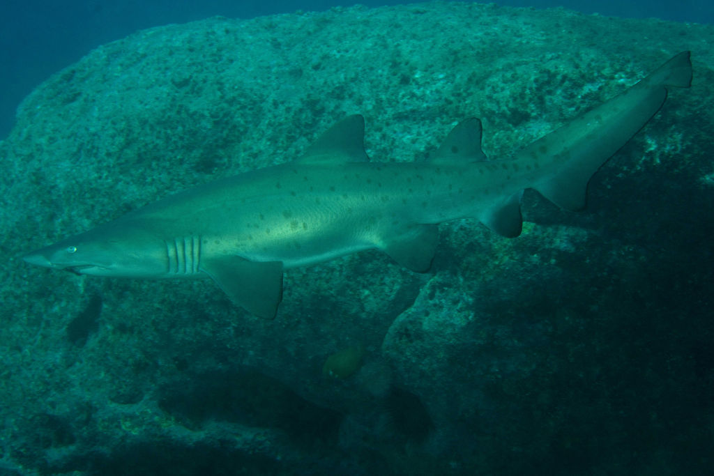 10db5fc9-dd82-4fcf-9ec1-5704e1ed57ce