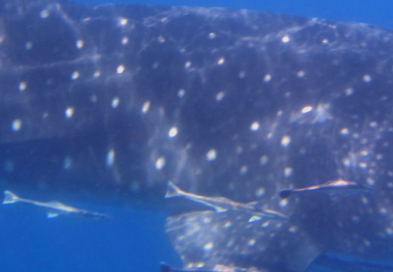 2508c600-c47a-43a5-9c84-cbb625f9d319