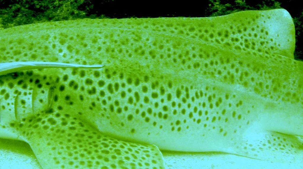 c2a1bbd1-4431-4b19-b511-0dfee1399901