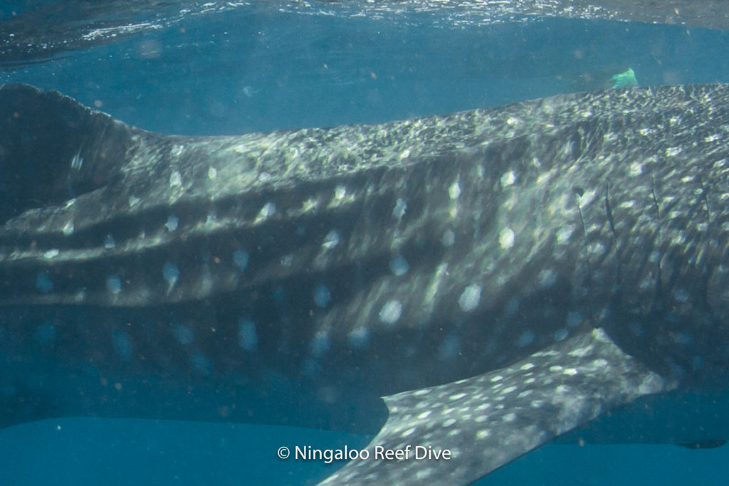 66fb0097-a967-4ce4-a3ba-83c41d852d84