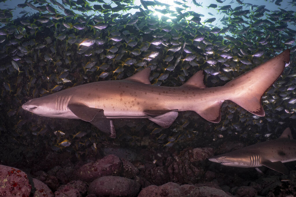 d74bd794-f6e3-44a5-a64b-c00f205ae668