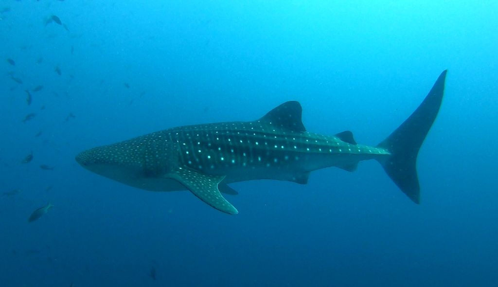 96f0d91e-4140-4663-af94-1c18ce3af3c3