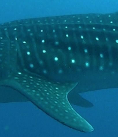 96f0d91e-4140-4663-af94-1c18ce3af3c3