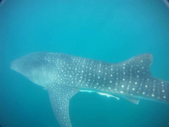 f949cdf1-8bcb-4c97-80f8-b1c1cb3956ae