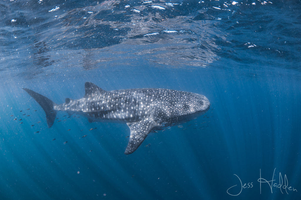 386bad3f-0fa1-4748-9ffc-c75b404a79bb